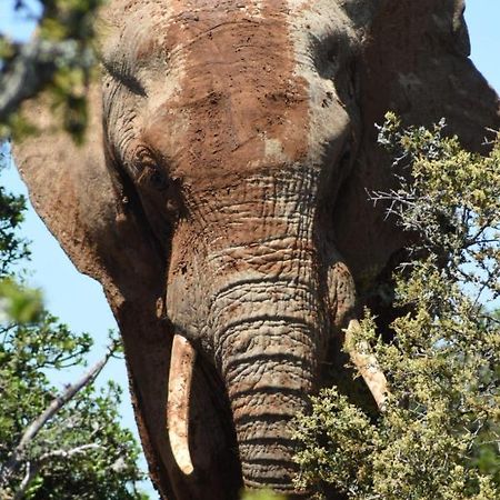 Orange Elephant Backpackers Hostel Addo Luaran gambar
