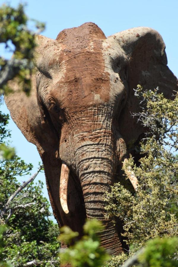 Orange Elephant Backpackers Hostel Addo Luaran gambar